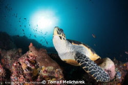 sea ​​turtle and the sun by Tomas Melicharek 
